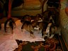Pups 29.jpg